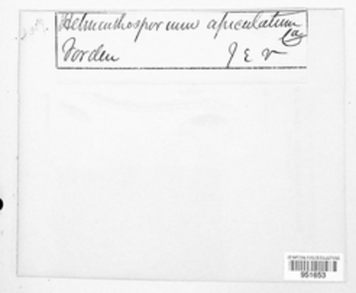 Helminthosporium apiculatum image